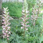 Acanthus