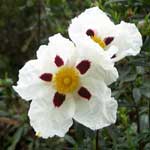 Cistus