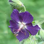 Geranium pratense