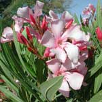 Oleander