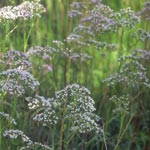 Valeriaan (Valeria officinalis, Duivelsdrek)