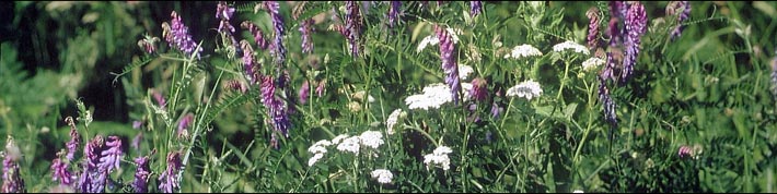 Duizendblad en Christoffelkruid (Vogelwikke)