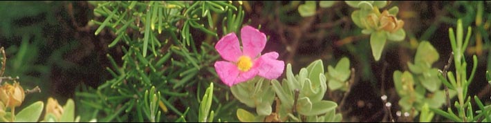 Cistus (Lot)