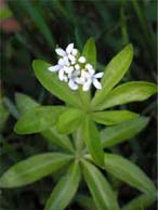 Onze Lieve Vrouwenbedstro/Asperula Odorata