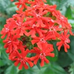 Brandende Liefde (<em>Lychnis chalcedonica L.</em>)