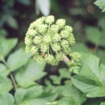 Engelwortel (<em>Angelica sylvestris L.</em>)