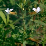 Gods Genadekruid (Gratiola officinalis)