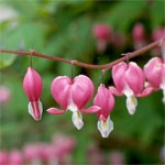 Mariahartjes (<em>Dicentra spectabilis</em>)