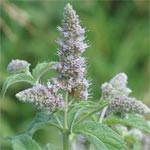 Munt (<em>Mentha longifolia L.</em>