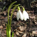 Sneeuwklokje (<em>Galanthus nivalis</em>)