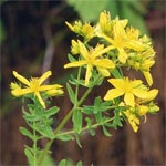 St-Janskruid (<em>Hypericum perforatum L.</em>)