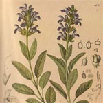 Salvia officinalis