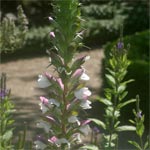 Acanthus