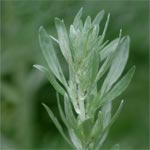 Alsem (Artemisia absinthium)