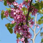 Cercis siliquastrum