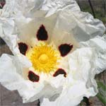 Cistus