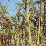 De dadelpalm