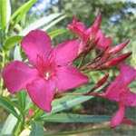 Oleander