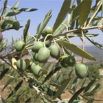 De olijfboom