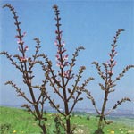 Salvia Hierosolymitana Boiss